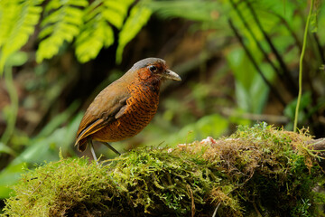 Giant Antpitta - Grallaria gigantea perching bird species in antpitta family Grallariidae, rare and enigmatic, known only from Colombia and Ecuador, close relative of undulated antpitta, G. squamigera