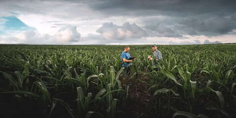 Naklejka na ściany i meble Two farmers in an agricultural corn field on a cloudy day. Agronomist in the field against the background of rainy clouds
