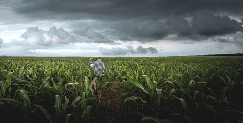 Two farmers in an agricultural corn field on a cloudy day. Agronomist in the field against the...