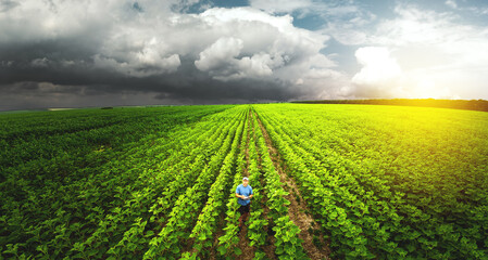 Top view, farmer in the agricultural field of sunflowers. Agronomist and farmer checking potential crop