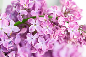 Fototapeta na wymiar Spring blossom. Blooming lilac bush with tender tiny flower