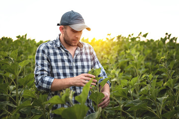 A farmer holds sunflower seedlings in his hands, selective focus.Agronomist farmer in an...