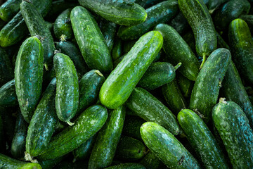 Pile of cucumbers. Cucumbers from the field
