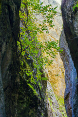 La Yecla gorge, Burgos, Spain