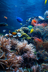 Underwater sea world. Colorful tropical fish. Life in the coral reef. Ecosystem.