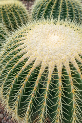 Naklejka na ściany i meble Close-Up Photograph of Cactus