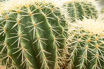 Close-Up Photograph of Cactus