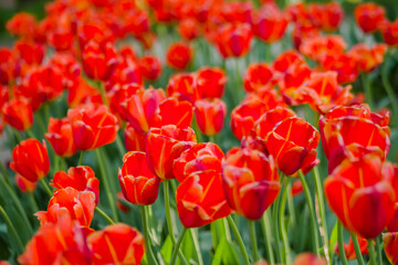 Colorful spring meadow with lot red tulip flowers - close up. Nature, floral, blooming and gardening concept