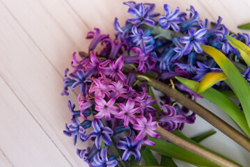 Bright sprint hiacinth lay on white wooden table. Copy space for text, selected focus, top view, flat lay