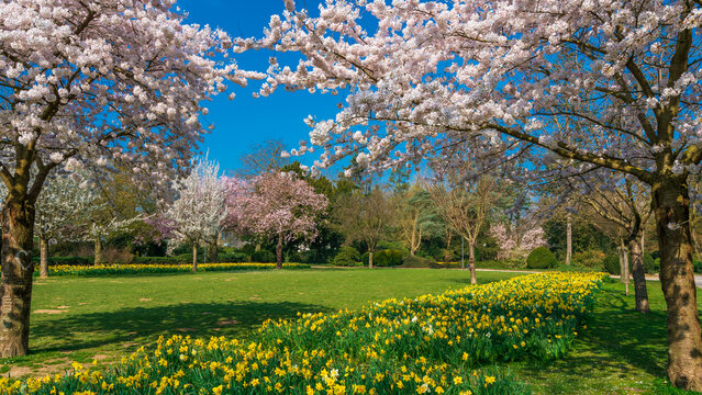 Cherry Blossom Garden scenery in spring. garden blossoming on sunny spring day
