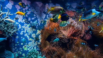 Fototapete Rund Tropical fishes in blue water with coral reef © EwaStudio