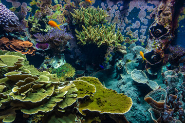 Underwater scene. Coral reef, fish groups in clear ocean water