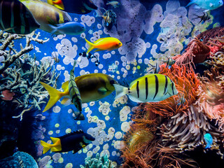 Fototapeta na wymiar Underwater scene. Colorful and vibrant aquarium life