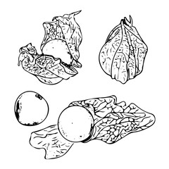 Physalis berry and leaves for label