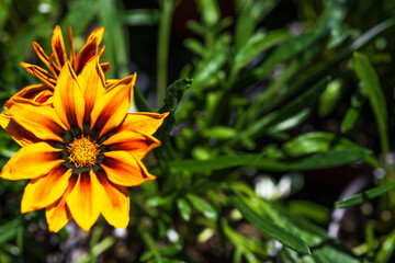 Orange vibrant natural gorgeous flower and flower petals
