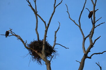 bald eagles with nest