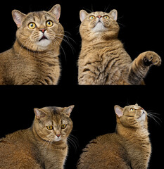 Adult purebred Scottish straight cat sits on a black background. Animal with different emotions