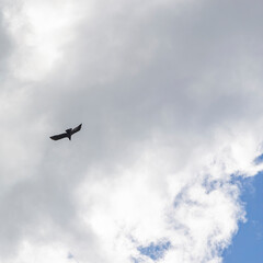 black raven in the sky