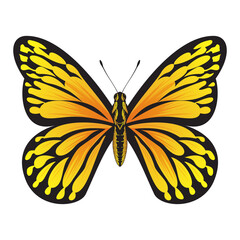 Tropical Orange Butterfly - Beautiful Butterfly vector Illustration