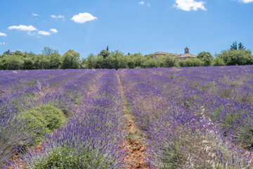 Fototapeta na wymiar Lignes de lavandes en Provence