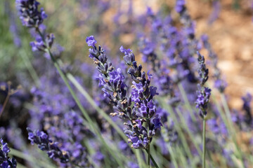 Gros plan de lavandes de provence