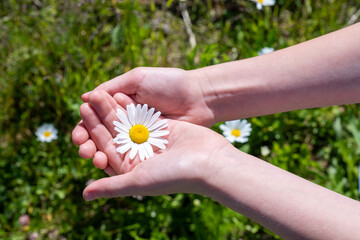 children's hands carefully hold a chamomile flower. Delicate white flower in the palm of your hand