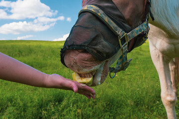 Close up portrait of horse with fly protection mask eating apple on a meadow. hand of man feeding...