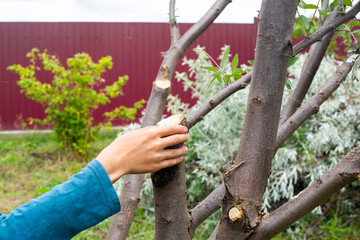 The boy covers the place where the branch was cut with resin, disease prevention. Pruning and...