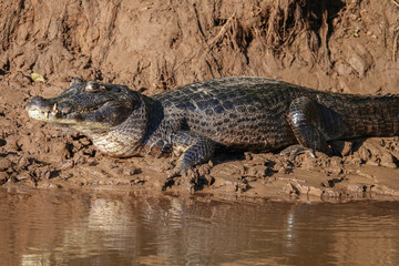 Caiman Crocodile on River Shore