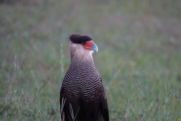 Crested Caracara Bird in Nature
