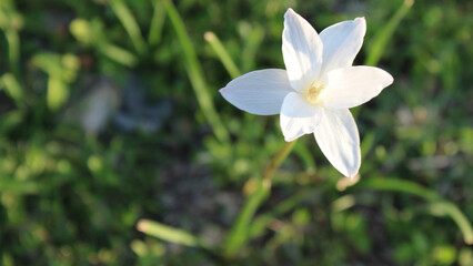 Obraz premium Flor Blanca con verde