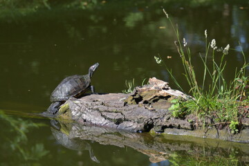 Freshwater red-eared turtle or yellow-bellied turtle. An amphibious animal with a hard protective shell swims in a pond. They sunbathe on a fallen tree in the water.