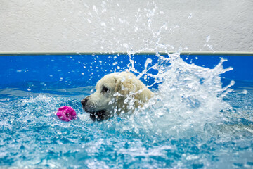 golden retriever dog playing with ball in the swimming pool. Pet rehabilitation in water. Recovery...