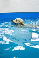 golden retriever dog playing with ball in the swimming pool. Pet rehabilitation. Recovery training...