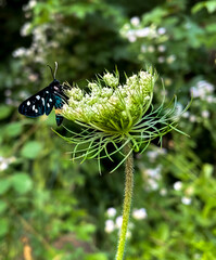 butterfly on a flower