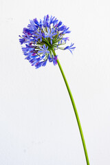 ALLIUM FLOWERS BRING STAR POWER TO THE GARDEN on a white background


