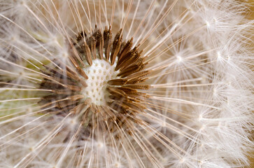 Obraz na płótnie Canvas Dandelion seeds. Close-up. Soft focus