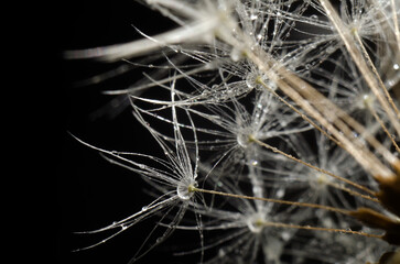 Dandelion seeds on a black background. Close-up. Soft focus