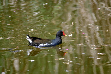 The common moorhen (Gallinula chloropus), small bird swimming on the water. Black body with white details, red beak with yellow toe.