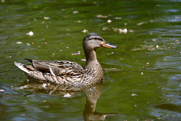 Female Mallard duck swimming in the park ponds. Nature wildlife mallard duck. Close up ducks.