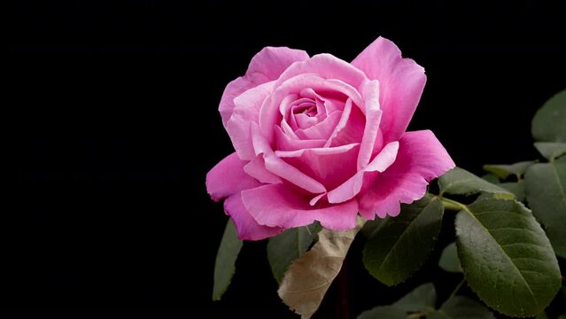 Beautiful opening pink rose . Petals of Blooming pink rose flower open, time lapse, close-up. Holiday, love, birthday design backdrop. Bud closeup. Macro. 4K UHD video timelapse