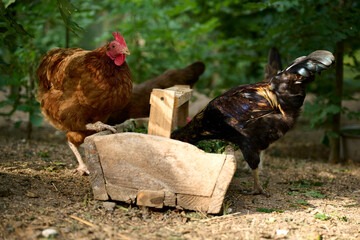Organic farm, brown hens eating natural food from a trough