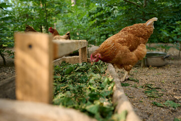 Organic farm, brown hens eating natural food from a trough
