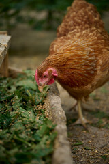 Organic farm, brown hen eating natural food from a trough