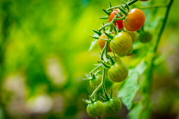 Cherry tomatoes growing in different stages with blurry background.