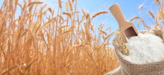 Wheat field on sunny day