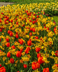 Multi-color tulips in Keukenhof garden in Lisse, Netherlands