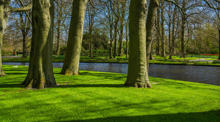 Fototapeta na wymiar Lush green grass lawns on the river bank in Keukenhof garden, Netherlands