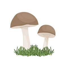 Vector Birch Mushroom Isolated on White. Hand Drawn Cartoon Birch, Porcini Mushrooms. Design Template, Clipart. Leccinum Scabrum, Penny Bun. Mushroom Couple