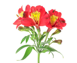 Bunch of red alstroemeria flowers on white background, closeup
